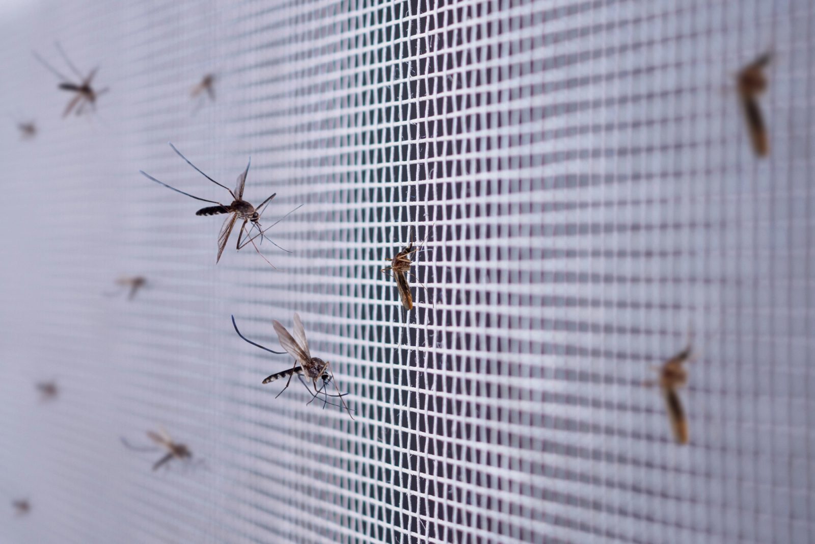 Za zaščito pred insekti so rolo komarniki zelo učinkoviti